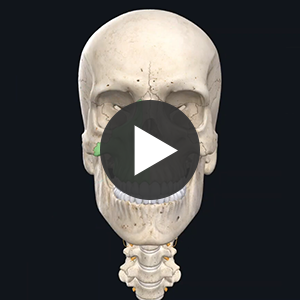 3B Smart Anatomy Video